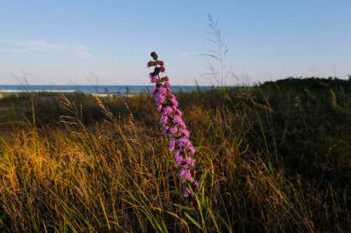 A tall purple flower stands amidst tall grass, with a serene ocean view in the background under a clear sky.