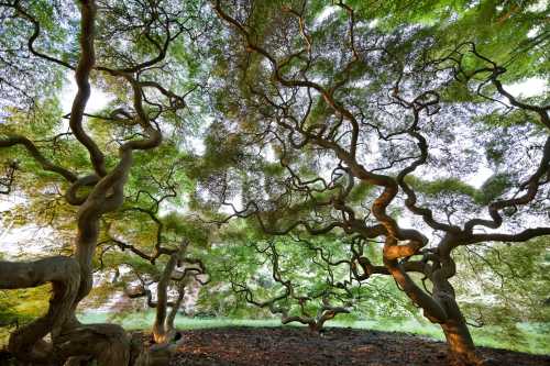 Twisted branches of trees create a lush, green canopy in a serene natural setting.