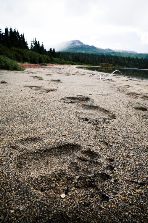 Footprints in sandy soil near a calm lake, surrounded by trees and mountains under a cloudy sky.