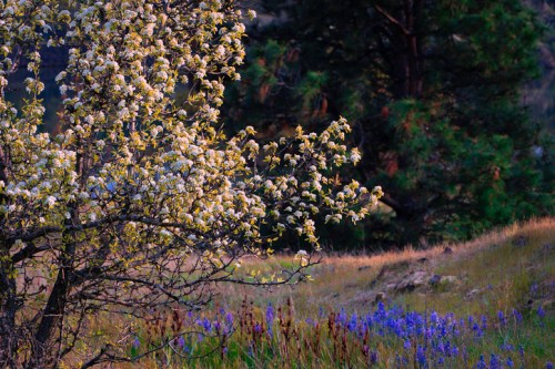 A flowering tree with white blossoms stands beside a field of purple wildflowers and green grass.