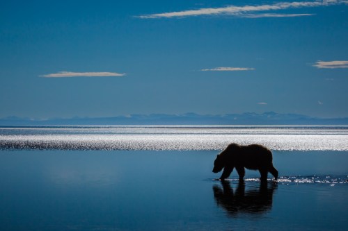 A silhouette of a bear walking along a reflective shoreline under a blue sky with distant mountains.