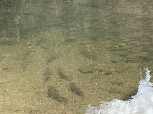 A clear stream with several fish swimming near the rocky bottom, surrounded by reflections of trees.