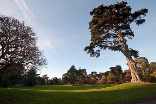A serene park scene featuring tall trees and a clear blue sky, with lush green grass in the foreground.