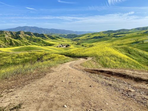 A winding dirt path through vibrant green hills and yellow wildflowers under a clear blue sky.