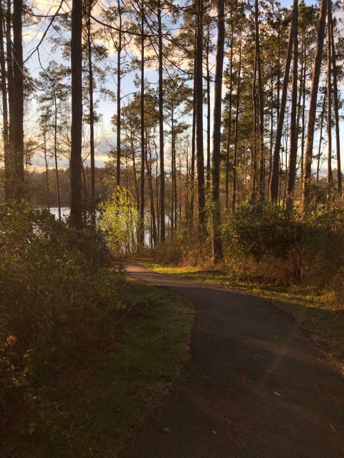 A winding path through tall trees, leading to a serene lake under a golden sunset.
