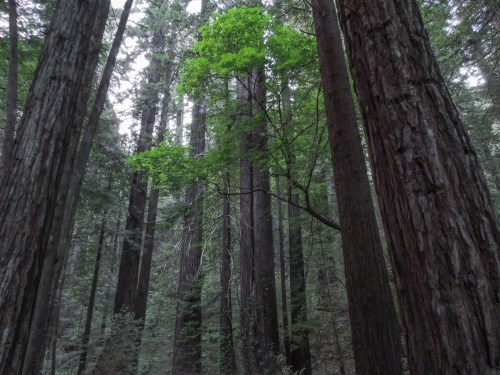 A dense forest of tall trees, with a vibrant green tree standing out among the towering redwoods.