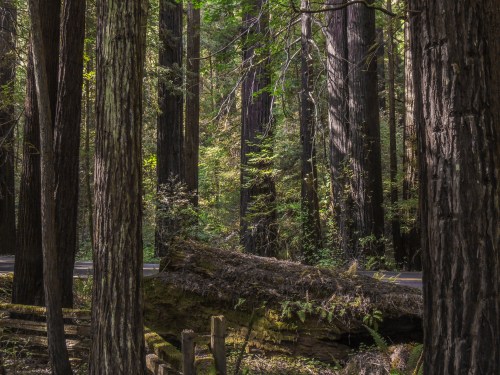 A serene forest scene with tall trees, lush greenery, and a fallen log amidst the vibrant undergrowth.