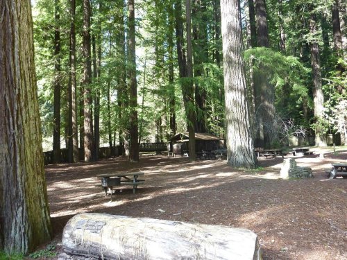 A serene forest scene with tall trees, picnic tables, and a log on the ground, dappled sunlight filtering through the leaves.