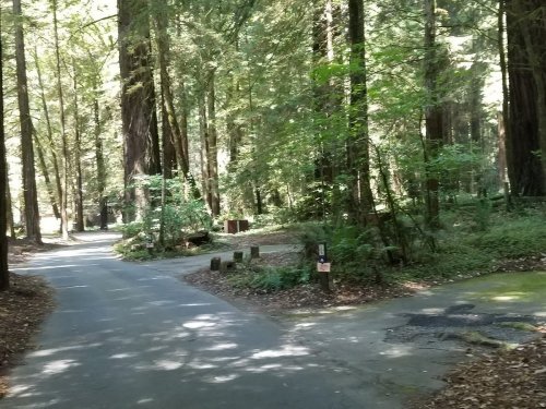 A serene forest path splits into two, surrounded by tall trees and lush greenery in a sunlit setting.