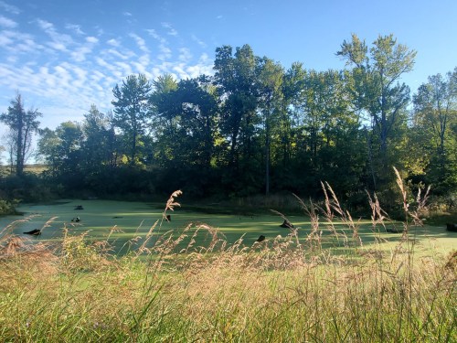 A serene landscape featuring a pond covered in green algae, surrounded by trees and tall grass under a clear blue sky.