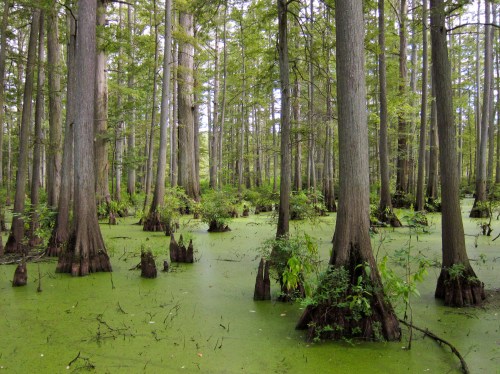 A lush swamp with tall trees and green water covered in algae, creating a serene, natural landscape.