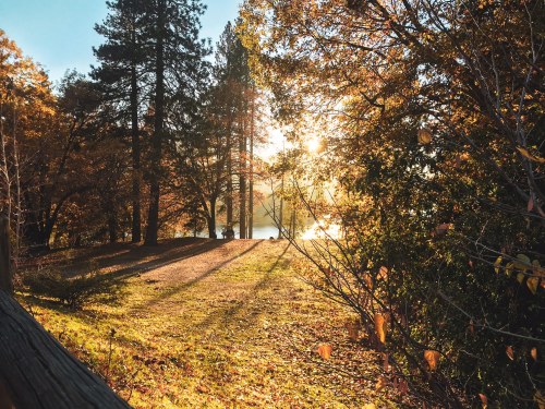 A serene landscape with autumn trees, sunlight filtering through, and a calm lake in the background.
