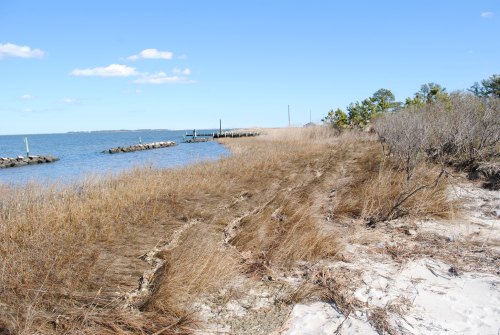 A coastal scene featuring tall grasses along a sandy shore, with a calm blue water and a distant pier under a clear sky.