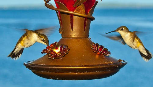 Two hummingbirds hover near a decorative feeder with flowers, set against a blue background of sky and water.
