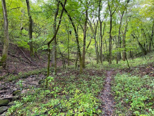 A serene forest scene with lush green trees, a winding path, and a small stream running through the underbrush.
