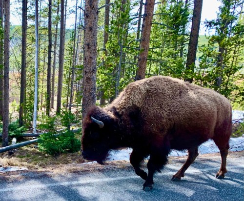 A bison walking along a road in a forested area, surrounded by trees and patches of snow.