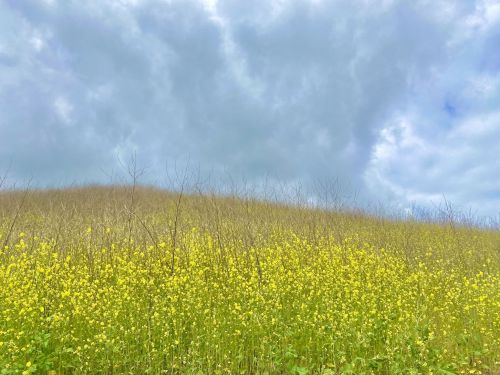 A field of yellow flowers stretches across a hill under a cloudy sky.