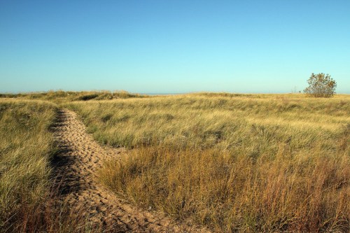 A sandy path winds through tall grass under a clear blue sky, leading towards a distant horizon.