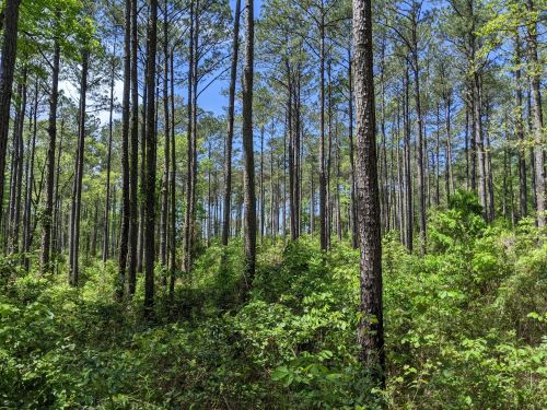 A dense forest with tall pine trees and lush green undergrowth under a clear blue sky.