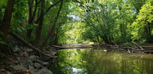 A serene river scene surrounded by lush green trees, with reflections on the water and fallen branches along the shore.