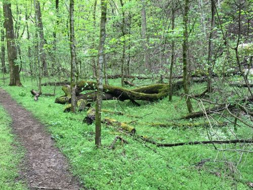 A lush green forest scene with a dirt path, fallen moss-covered logs, and vibrant foliage.