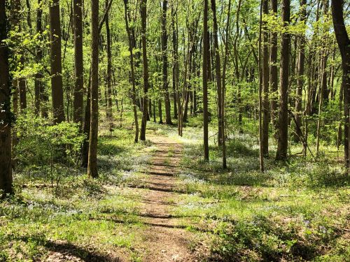 A serene forest path surrounded by tall trees and vibrant green foliage, with wildflowers lining the trail.