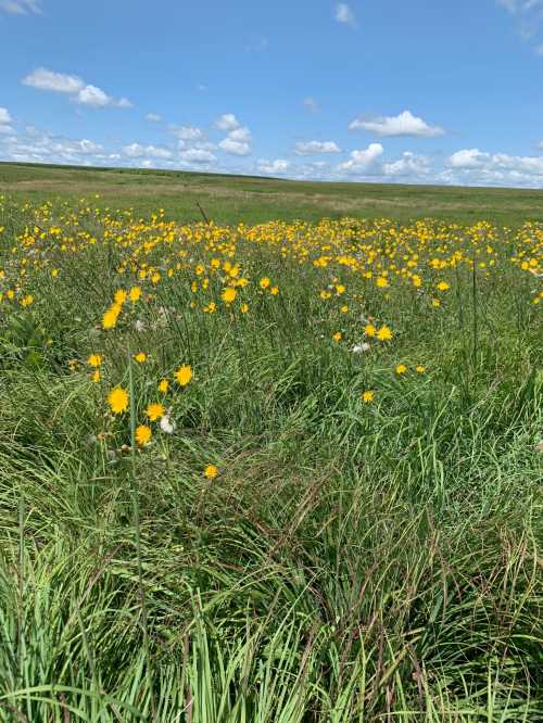 A vibrant field of yellow wildflowers surrounded by lush green grass under a blue sky with fluffy white clouds.