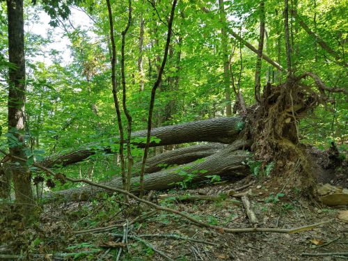 A fallen tree with exposed roots lies on the forest floor, surrounded by lush green foliage and other trees.