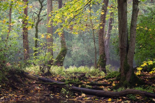 A serene forest scene with trees, colorful autumn leaves, and a calm stream surrounded by lush greenery.