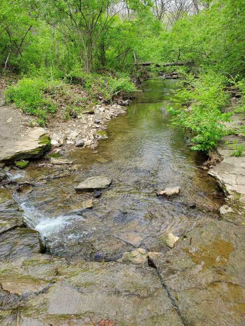 A serene stream flows through a lush green landscape, surrounded by rocks and vibrant foliage.