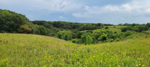 Lush green hills and trees under a cloudy sky, with wildflowers dotting the grassy landscape.