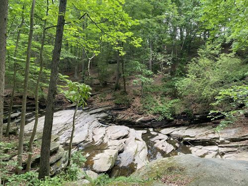 A serene forest scene with green trees, rocky terrain, and a small stream flowing through the landscape.