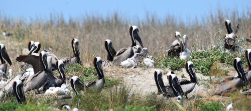 A group of brown pelicans and their chicks resting on a grassy shore under a clear blue sky.