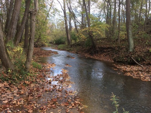 A serene creek flows through a forest, surrounded by trees and scattered autumn leaves.