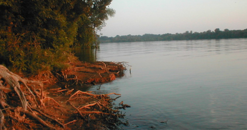 Serene riverbank at dusk, with trees lining the water and exposed roots along the shore.