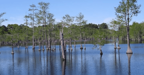 A serene wetland scene with cypress trees rising from calm blue water under a clear sky.