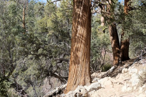 A tall tree with textured bark stands among lush greenery on a rocky trail. Sunlight filters through the leaves.