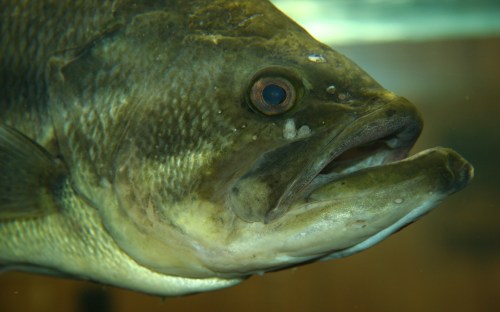 Close-up of a fish's head, showcasing its textured skin, large mouth, and prominent eye.