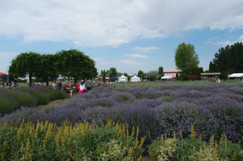A vibrant lavender field with visitors walking through, surrounded by trees and tents under a partly cloudy sky.