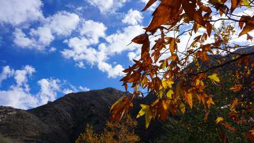 A scenic view of autumn leaves against a blue sky with clouds and mountains in the background.