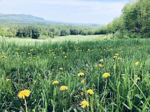 A lush green field dotted with yellow dandelions, set against a backdrop of rolling hills and distant mountains.
