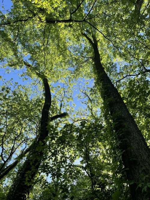 Looking up at tall trees with vibrant green leaves against a clear blue sky. Sunlight filters through the foliage.