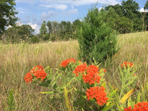 A field with vibrant orange flowers in the foreground and a green shrub in the background under a blue sky.