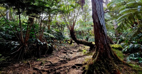 A sun-dappled forest path covered in thick tree roots, surrounded by tall ferns and mossy tropical trees.