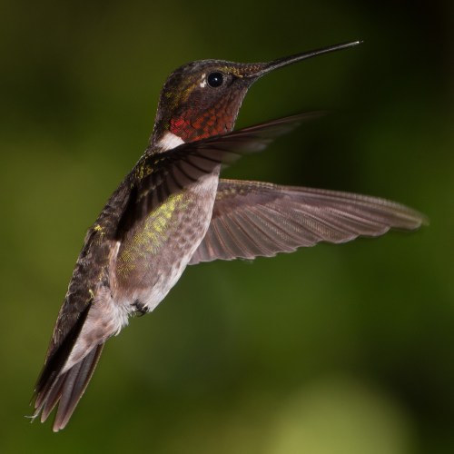 A hummingbird in mid-flight, showcasing iridescent feathers and a long beak against a blurred green background.
