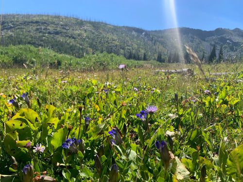 A vibrant meadow filled with purple and white wildflowers, set against a backdrop of green hills and a clear blue sky.