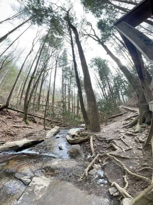 A serene forest scene with tall trees, a small stream, and exposed roots along a rocky path.