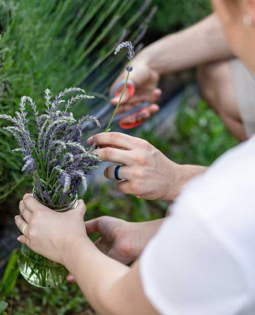 A person holds a jar of freshly cut lavender while another trims the flowers with scissors.