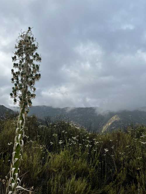 A tall plant stands in the foreground with mountains and cloudy skies in the background.