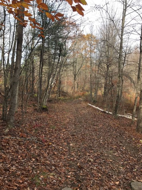 A wooded path covered in fallen leaves, surrounded by trees with autumn foliage.